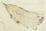 Fossil Leaf Plate - Green River Formation, Utah #256814-3